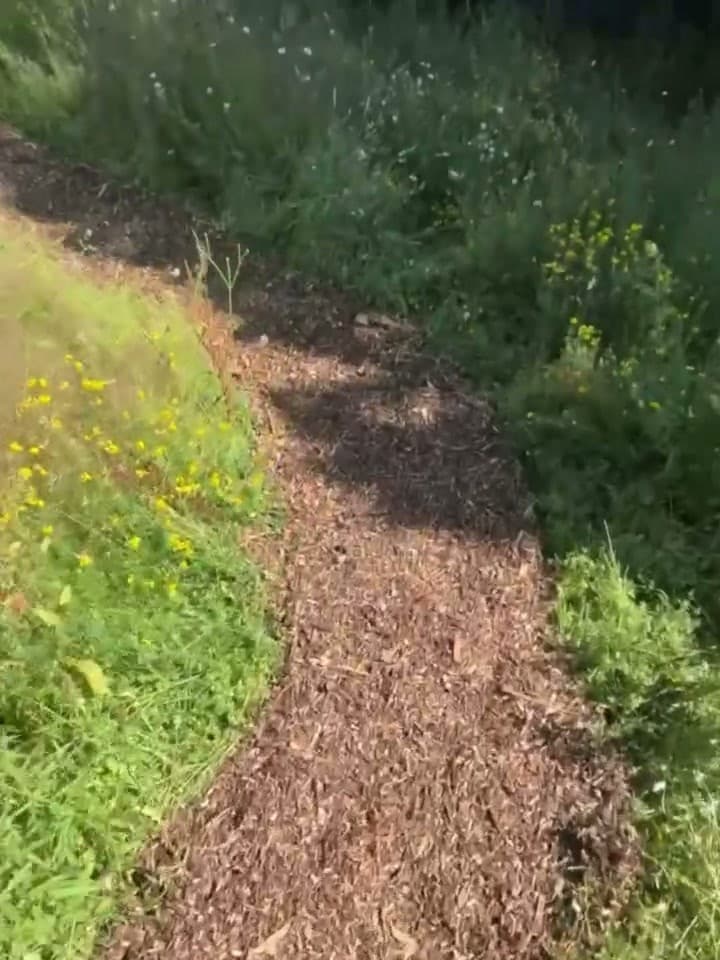 The same school field cleared and mown with a neat path cut through
