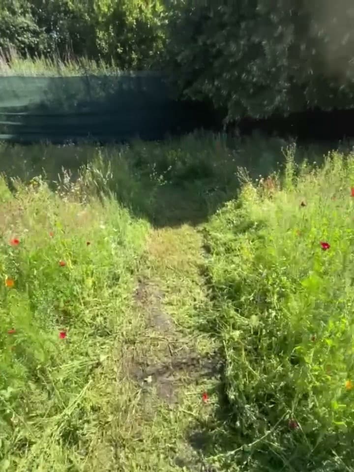 An overgrown school field before clearance, grass waist high